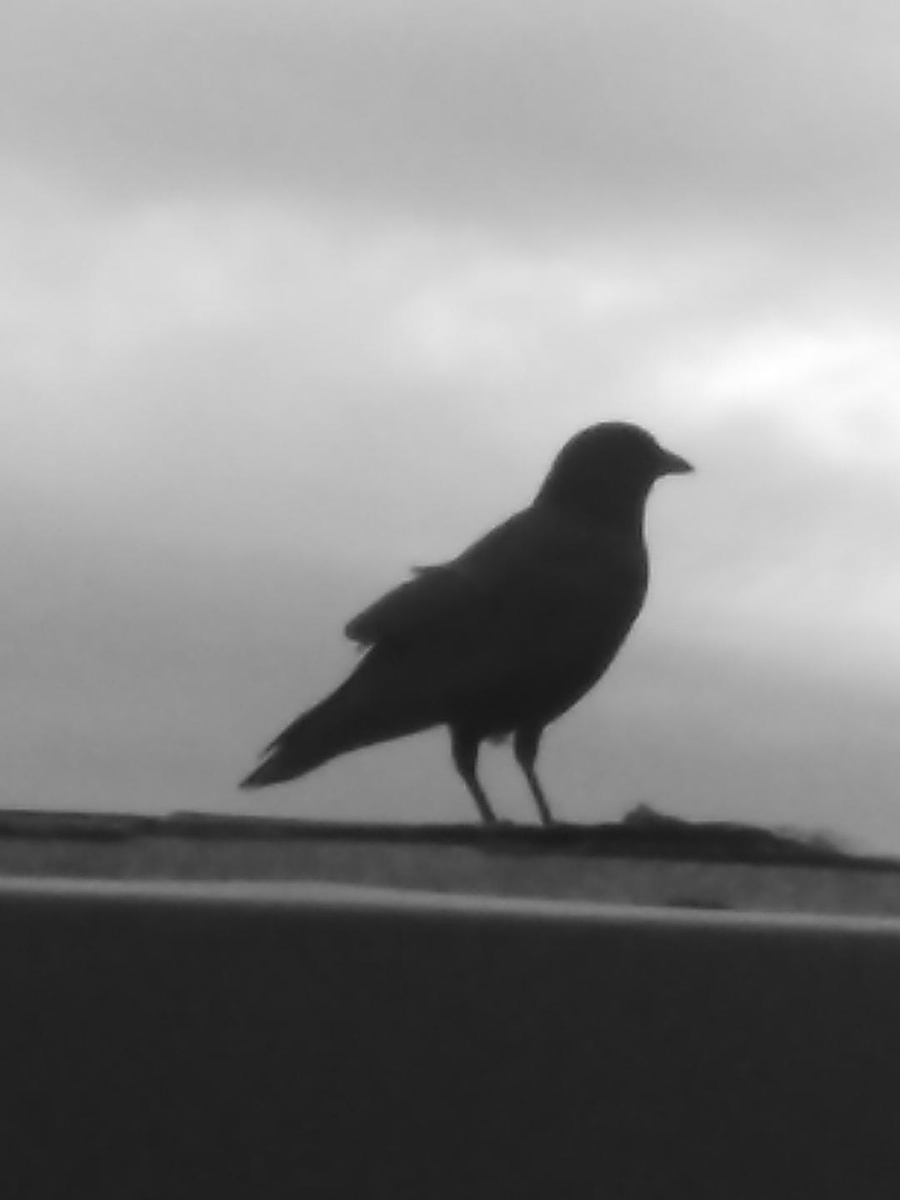 LabrynthKnight's tweet image. #October #Blackbird #photography 
A visitor on the roof yesterday, Friday the 13th.
W. Hess, 2023.