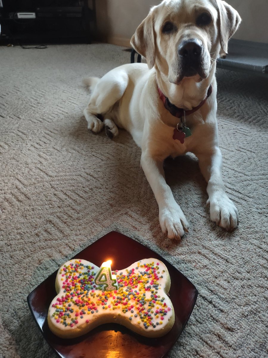 hunterandrupert's tweet image. I turned 4 years old today! (Dog cake by Mom 鉂わ笍)馃巶