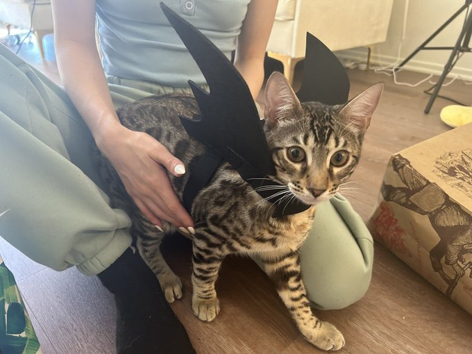 We did a dry run with Mars&rsquo; Halloween costume today 🎃👻💀@demihawks1 https://t.co/iQkAnXVZbl