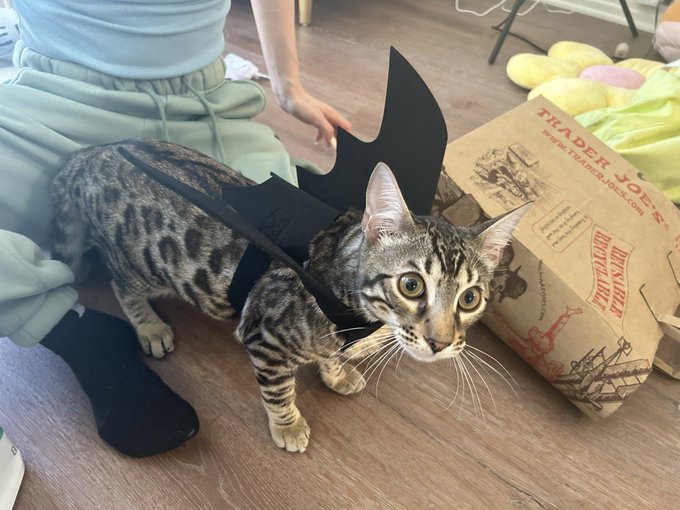 We did a dry run with Mars&rsquo; Halloween costume today 🎃👻💀@demihawks1 https://t.co/iQkAnXVZbl