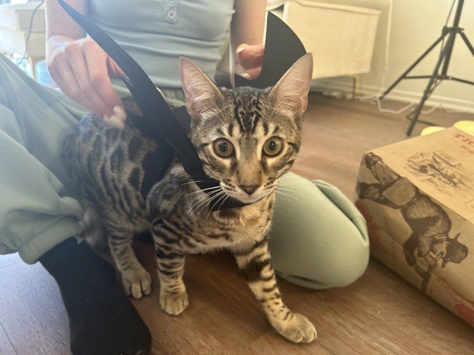 We did a dry run with Mars&rsquo; Halloween costume today 🎃👻💀@demihawks1 https://t.co/iQkAnXVZbl