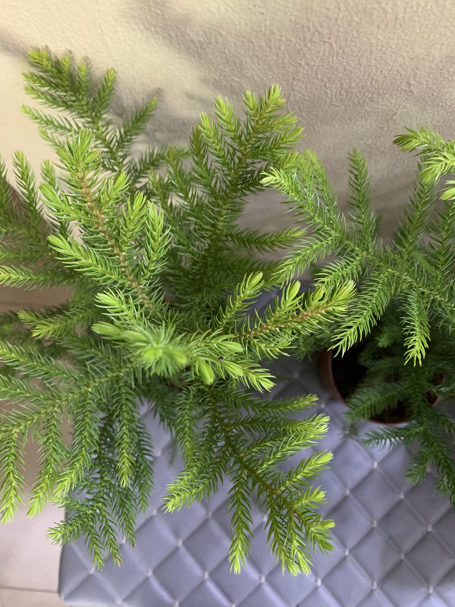 Тасалгааны гацуур буюу араукария:
Өндөр 30см орчим.

Үнэ: 30,000төг.