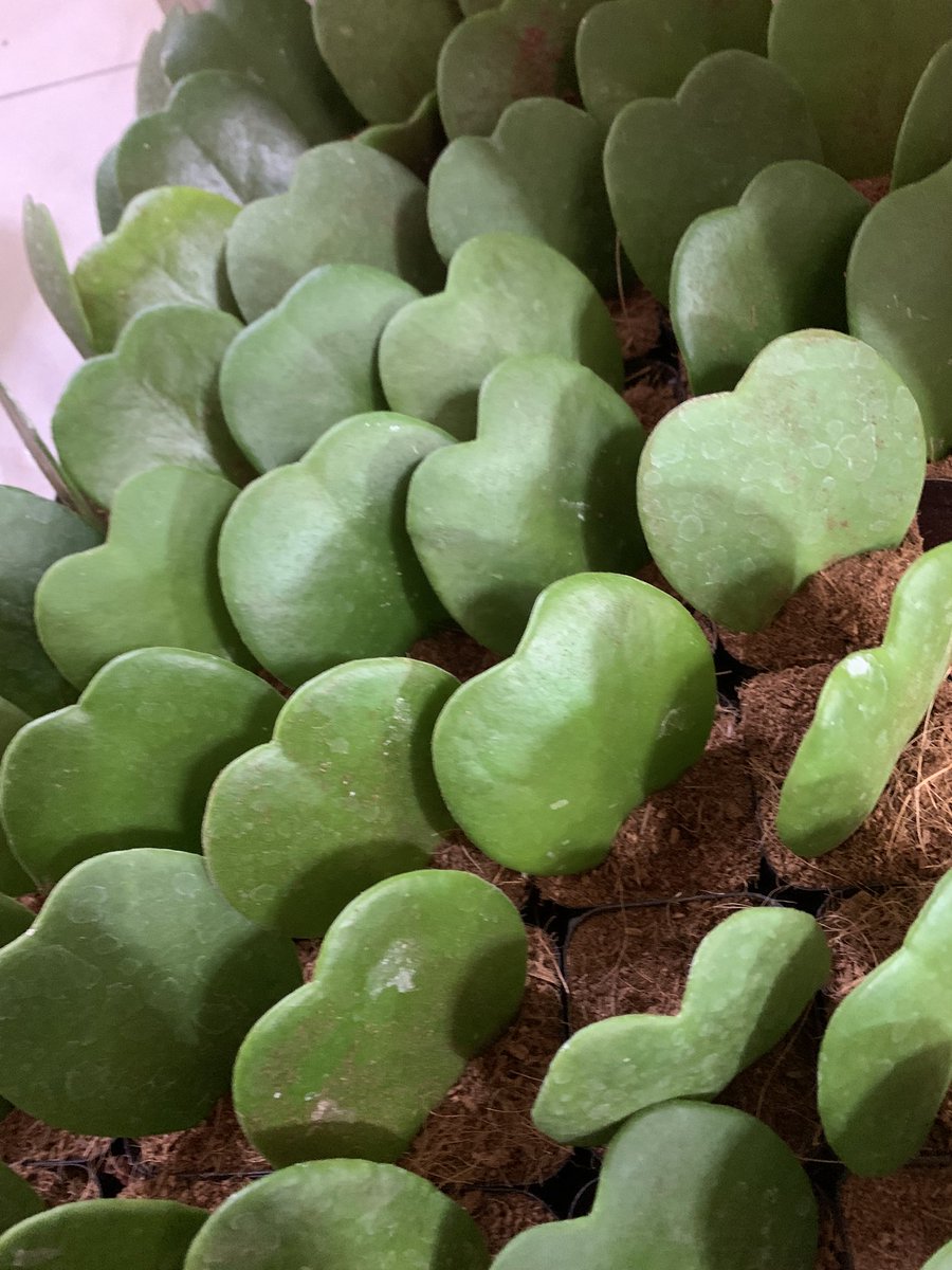 Хояа керри:
Үнэ: 6000төг