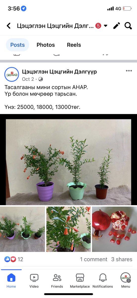 Цэцгийн дэлгүүр (@tsetseglen_1) on Twitter photo 