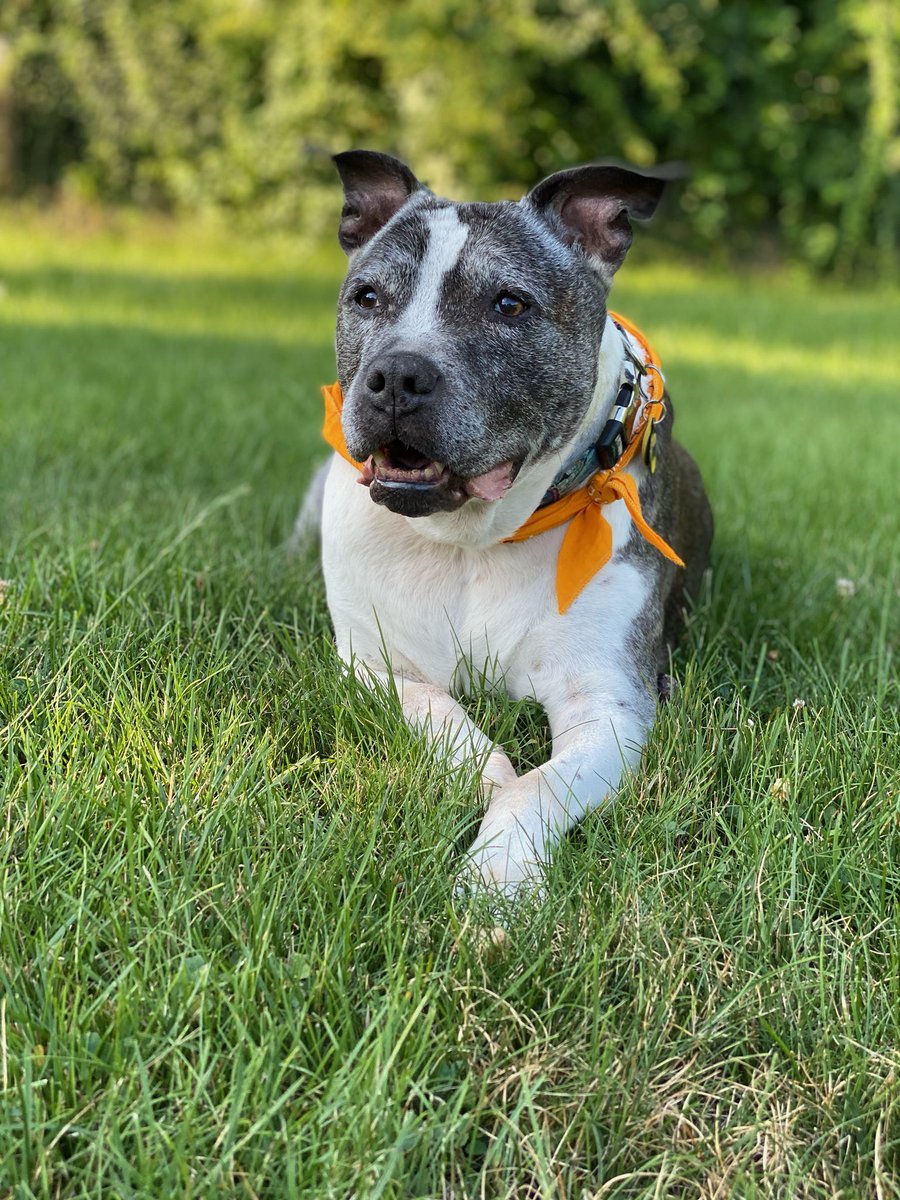 KyleAdamSmith's tweet image. Gonna miss you buddy. Miller was the best there is, the best there was and the best that ever will be. Im incredibly lucky and thankful for all the years i got to spend with you. I love you pal, see you on the other side