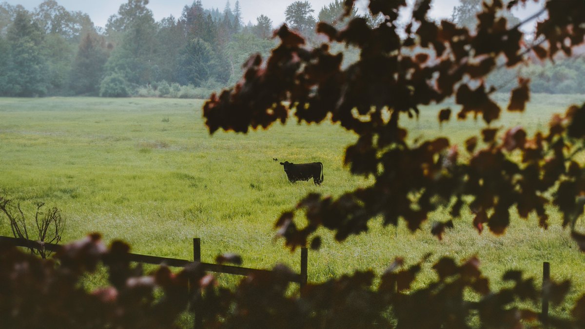 A moody day in Washington, on 35mm film