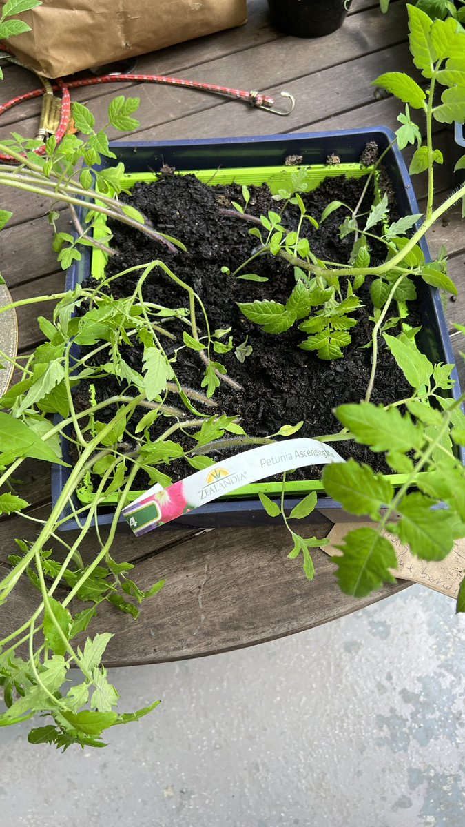 Any Auckland mutuals want some tomato seedlings? I ended up with too many grown from seed.