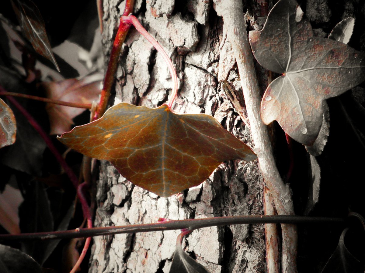 Dawn20222's tweet image. #nature #leaves #Photpgraphy #naturelover #NaturePhotography #CalicoCrew