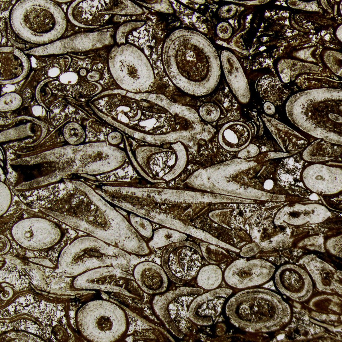 Prescott Vayda tweet media