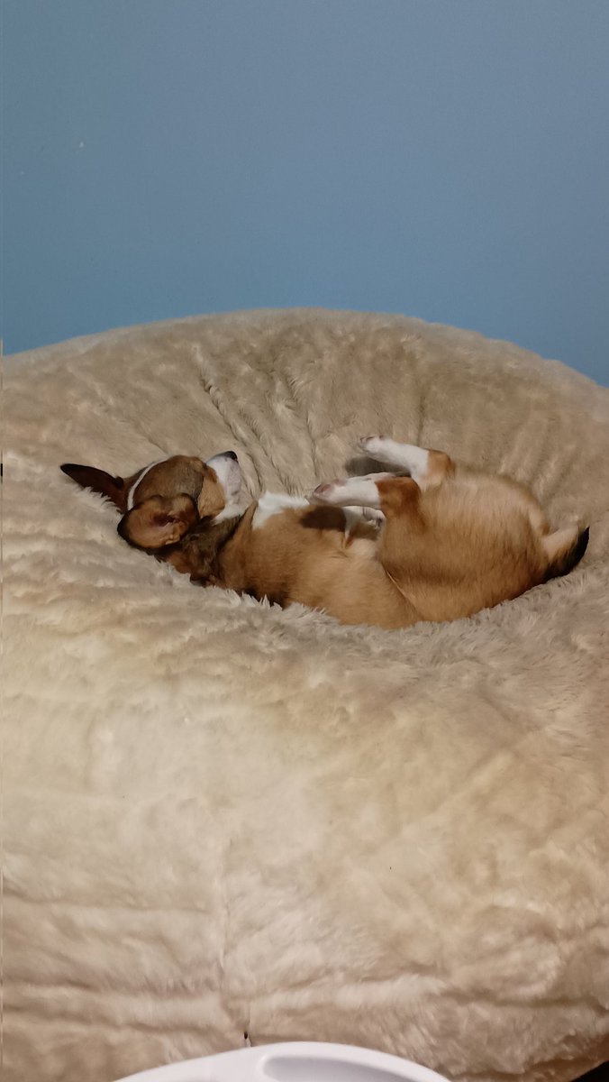 PyroRunner's tweet image. Incase anyone needed serotonin today.