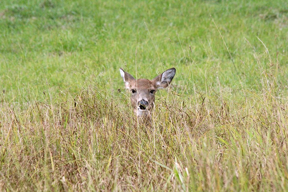 halukdag's tweet image. Ak kuyruklu 🦌
#whitetail #parcomega