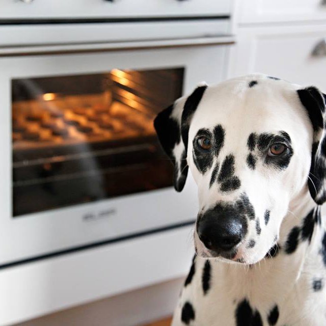 Remember, your #Pets are naturally curious & can't understand basic #FireSafety practices. Learn how to help keep your family safe in the kitchen & around your home.
👪🐶🐱 #FirePreventionWeek redcross.org/get-help/how-t…