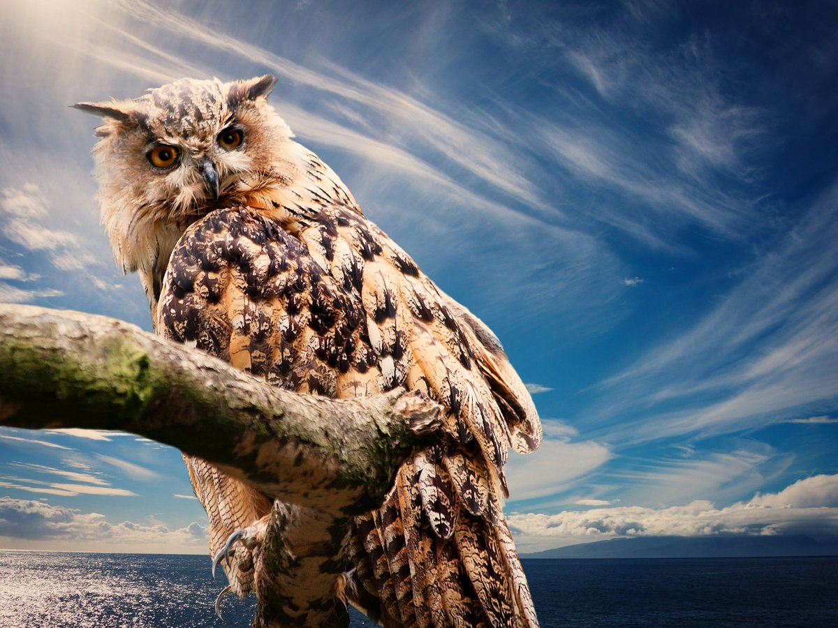 owlworlds's tweet photo. The Wise Watcher of the Night 🦉✨
.
.
.
.
#Owls #OWLGrandFinals #birds #animals #beautiful 
#Twitter #facebook #instagram https://t.co/DDRt8drtus