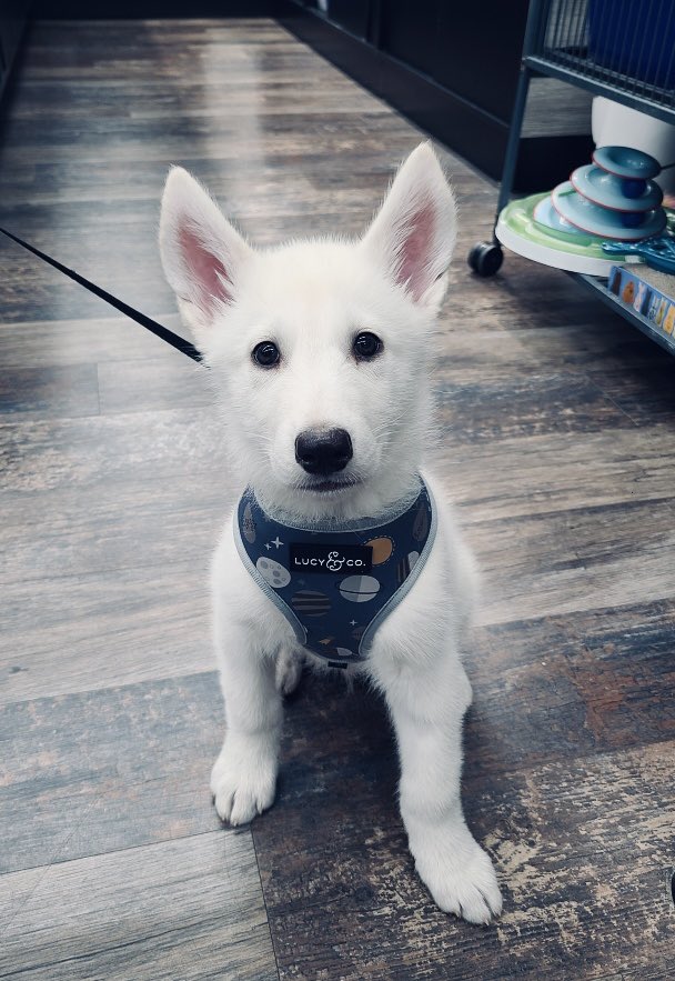 Saturday nights are best spent hanging out with 10-week-old Roo 😃 🐶 🦘!
#cutecustomeralert #roo #babypuppy #cutepuppy #dogsofinstagram #doglife #dogworld #yegdogs #yeglife #yeg #edmonton #localpetstore #northedmonton #petvalu #loveliveshere ❤️ 🐾 #dogsofx