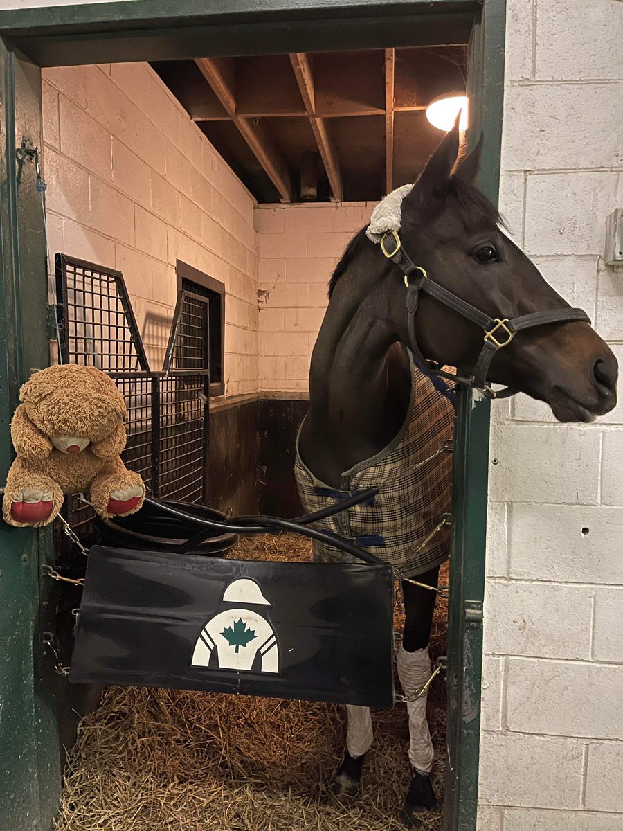 Congratulations to our friends @cdayphillips1 , @todd_kingfield , @apricotvalleytb and Rafi Hernandez on a fabulous Graded Stakes win by this beautiful lady Millie Girl in the Ontario Matron @WoodbineTB ! 👏🐎🏆❤️