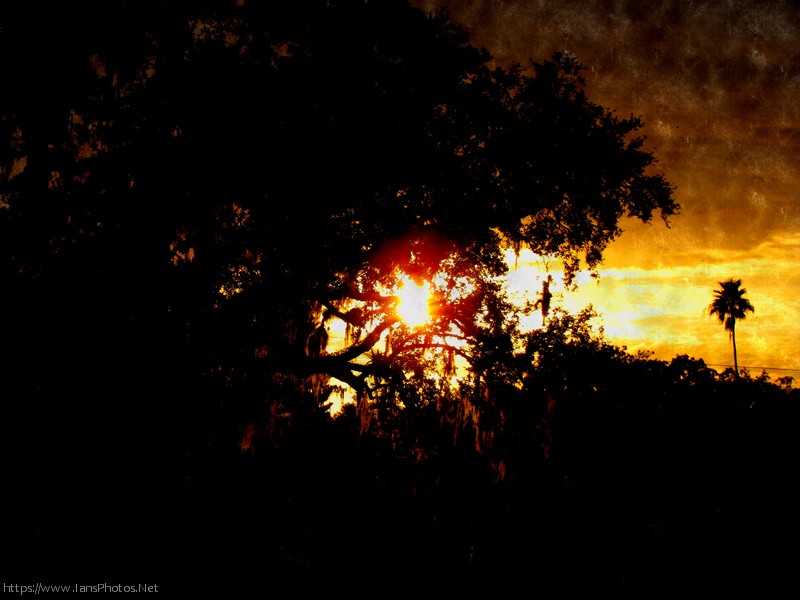 abacoian's tweet photo. Sunset through the oak trees, taken from the LaBelle bridge. Watercolor effect. #sunsets #nature #artoftheday #watercolor #florida #quadriplegic https://t.co/E1EFYUdmJz