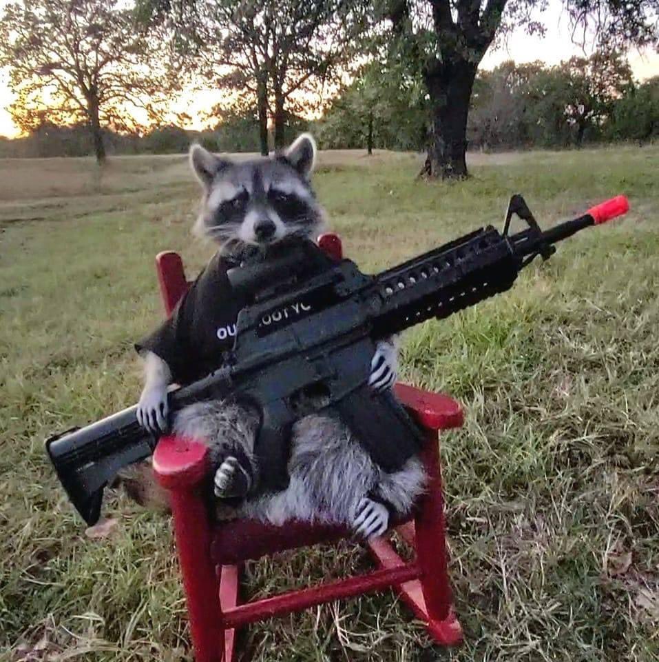 Raccoons Hourly (@raccoonhourly) on Twitter photo 