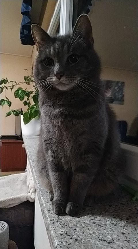 Auf gehts nach Berlin aber morgen bin ich wieder da, versprochen. 
Ivy von den #nordstadtkatzen :" Na gut, kenn ich schon...ich bleib lieber hier ...!" 
😅