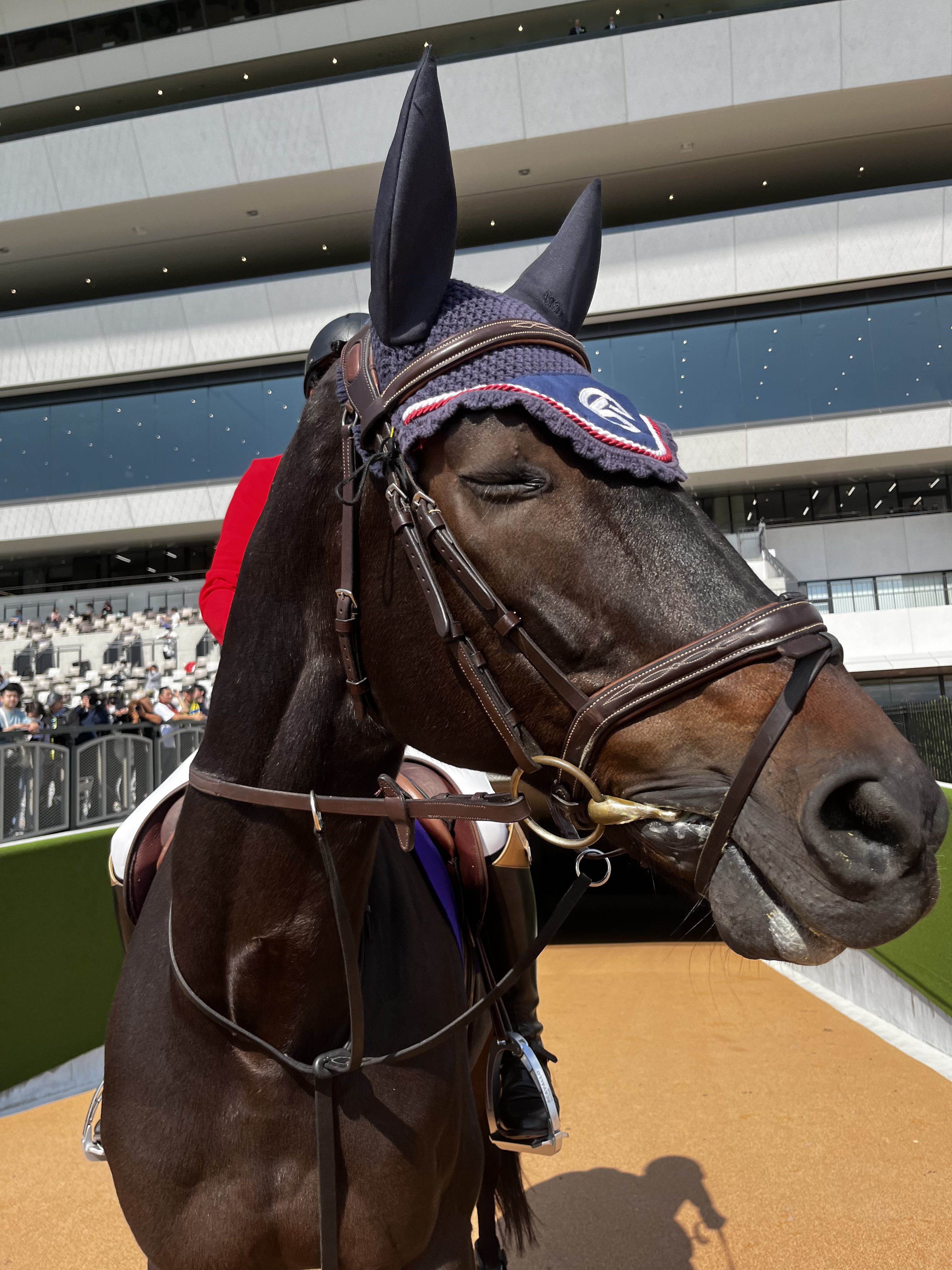 JRA京都競馬場 على X: JRA京都競馬場 على X: