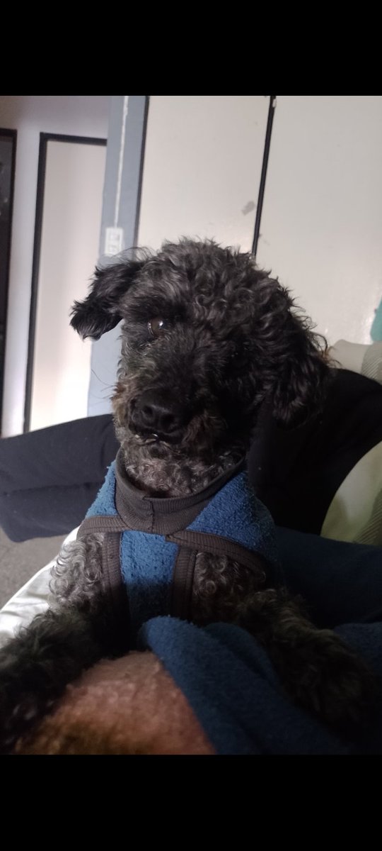 Se perdió mi perrito zona JK, Av el chorillero (cerca del ave fenix). Responde al nombre de LOLO! compartan porfa🙏🏽🙏🏽😭😭