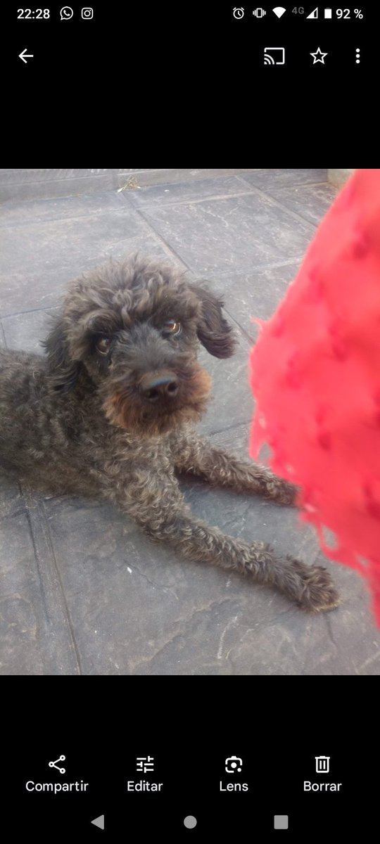 _RocioEspinosa's tweet photo. Se perdió mi perrito zona JK, Av el chorillero (cerca del ave fenix). Responde al nombre de LOLO! compartan porfa🙏🏽🙏🏽😭😭 https://t.co/Ah6Dq6ExNP