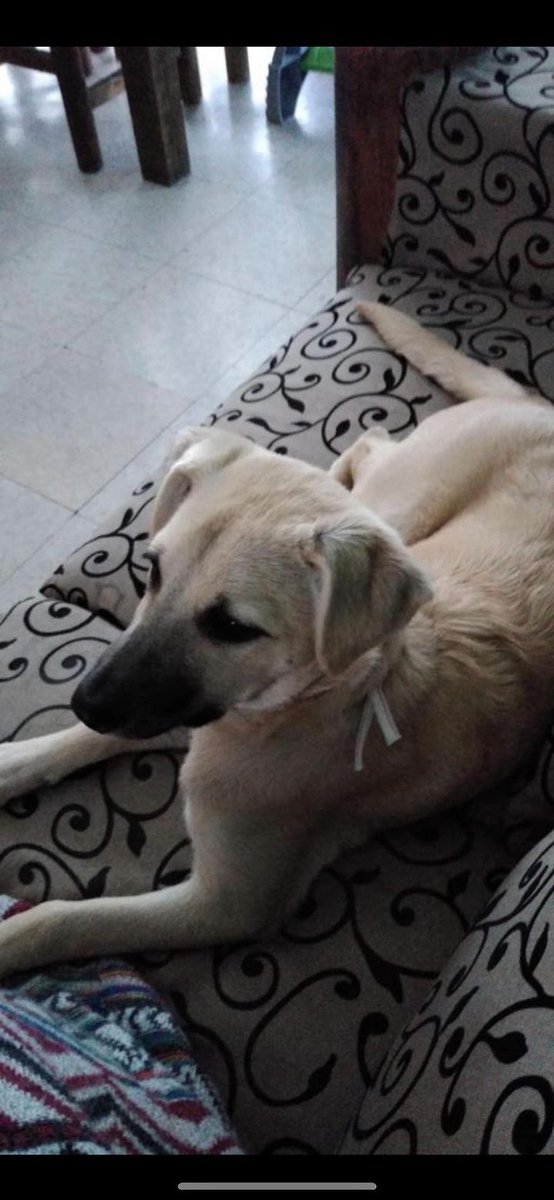Alina_Gag's tweet photo. Hola me llamo Nena y probablemente me echen a la calle 💔

Estoy muerta de miedo. No conozco la calle. Solo conozco a esta familia a la que de pronto le estorbo 🥺

No quiero pasar hambres y mojarme. Si alguien puede ayudarme por favor deme refugio 💔😭 prometo portarme muy bien https://t.co/sH96Ekey9d
