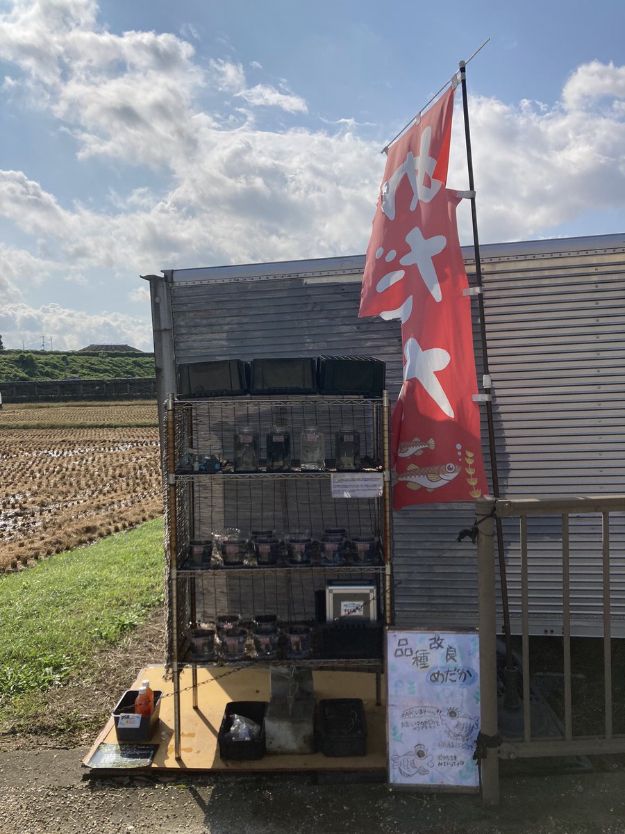 Kobiton5's tweet photo. おはようございます☀
昨日は、メダカ掬いにたくさんの方が来場して下さいました🥺🐟
『初めてメダカを育ててみるよー』という方が多かったです🙌
こんな感じで、少しでもメダカさんに興味を持って頂ける事は嬉しい���りです♪♪
来週もイベント開催予定です🗓️
今日は無人のみです🙇‍♂️

#メダカ
#無人販売 https://t.co/yIDdnKw0VO