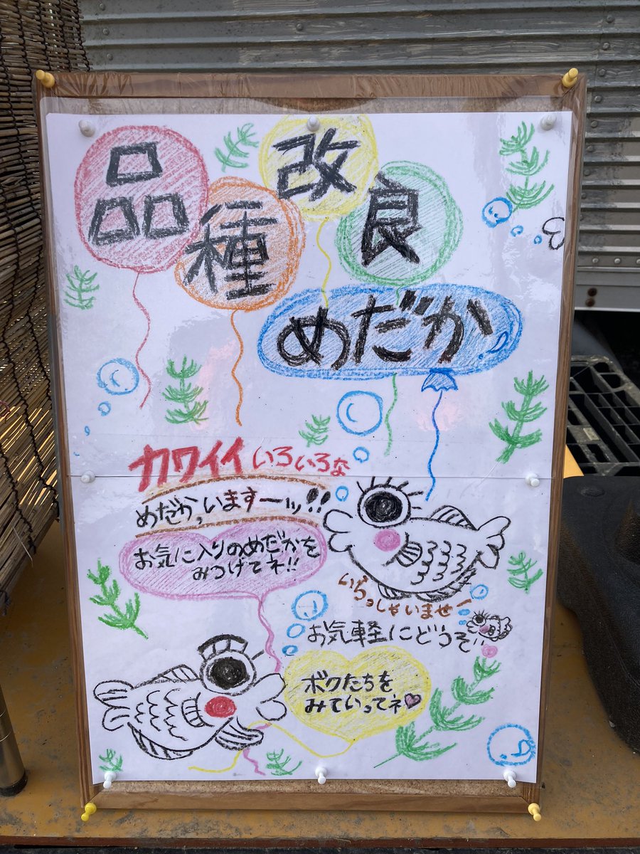Kobiton5's tweet photo. おはようございます☀
昨日は、メダカ掬いにたくさんの方が来場して下さいました🥺🐟
『初めてメダカを育ててみるよー』という方が多かったです🙌
こんな感じで、少しでもメダカさんに興味を持って頂ける事は嬉しい���りです♪♪
来週もイベント開催予定です🗓️
今日は無人のみです🙇‍♂️

#メダカ
#無人販売 https://t.co/yIDdnKw0VO