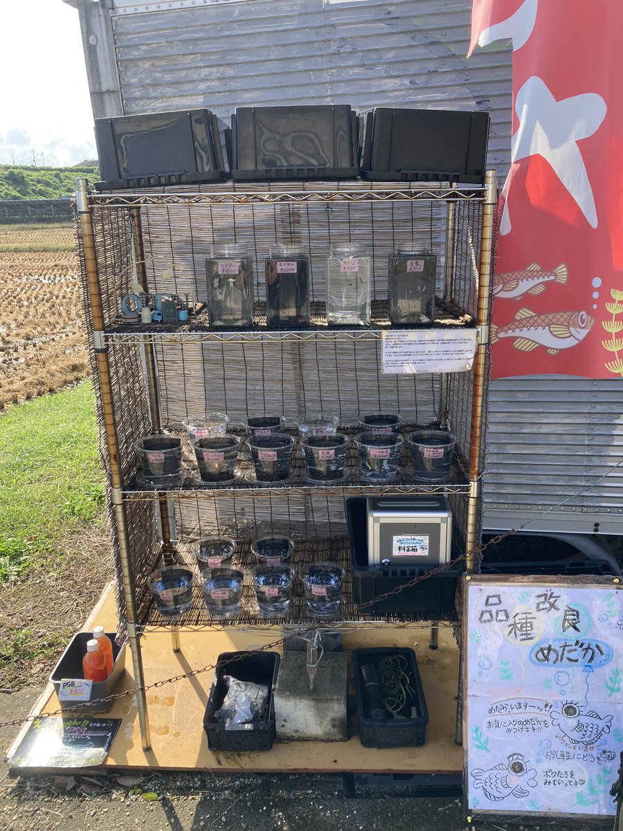 Kobiton5's tweet photo. おはようございます☀
昨日は、メダカ掬いにたくさんの方が来場して下さいました🥺🐟
『初めてメダカを育ててみるよー』という方が多かったです🙌
こんな感じで、少しでもメダカさんに興味を持って頂ける事は嬉しい���りです♪♪
来週もイベント開催予定です🗓️
今日は無人のみです🙇‍♂️

#メダカ
#無人販売 https://t.co/yIDdnKw0VO