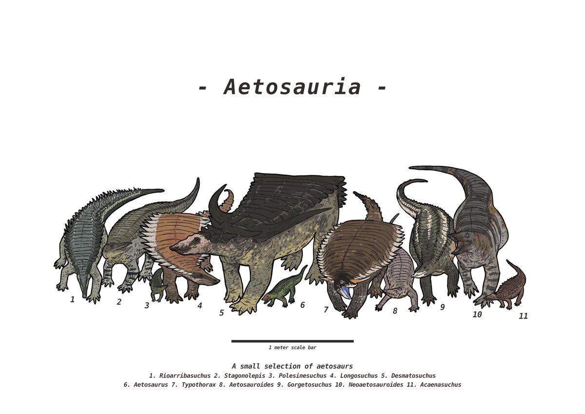 Result from the #paleostream We looked at the diversity of aetosaurs, fantastic relatives of crocodiles from the Triassic.