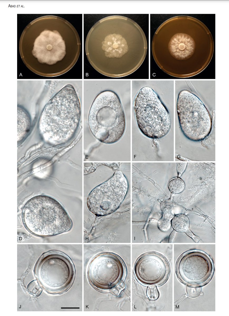 gloria_abad3's tweet photo. Proud to  announce our publication #Phytophthora : taxonomic and phylogenetic revision of the genus https://t.co/aJlcqeBKQX  published in Fast Track at the prestigious Studies in Mycology  https://t.co/KFuntwMw0S @_Westerdijk_  This paper is encompassed with #IDphy online site https://t.co/4ZfvRAgAek