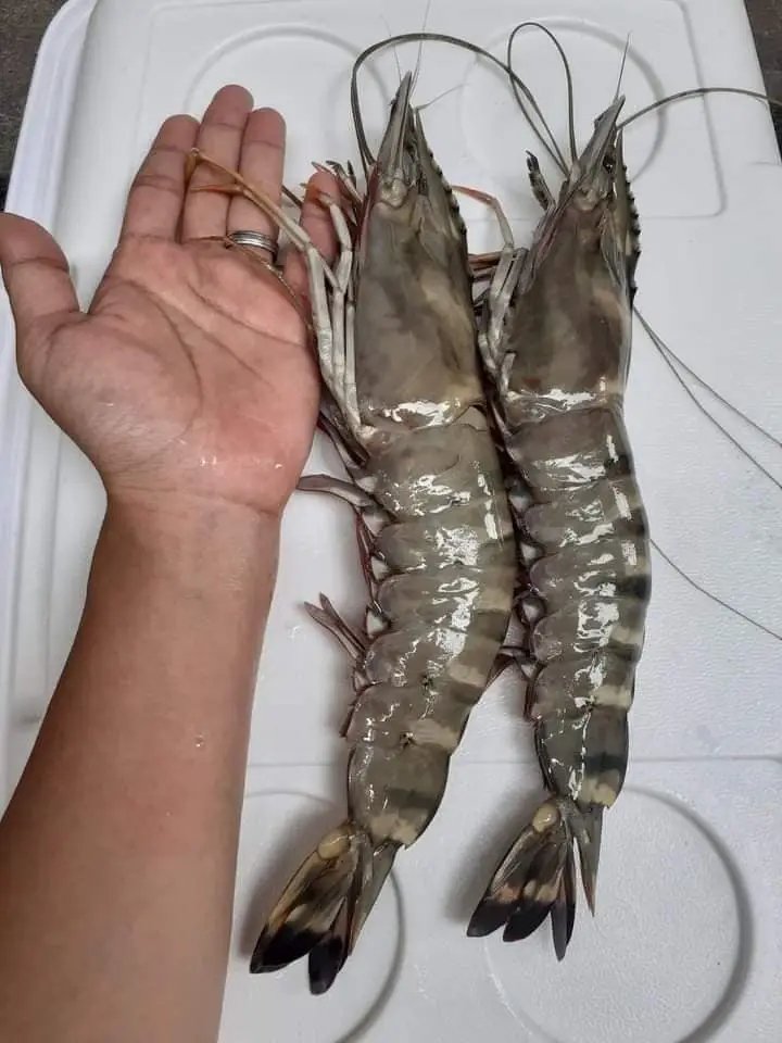 #altaz #alsheba #aljubail #alcaza #beef 
 #esther  #prawns #scampi #tigerprawns
#venturecapital #funding  #Indianmeat #shrimps 
#buffetbluewaypvtltd  #Iraq #thailand #USA #china #oman #import #UAE  #Meat #shrimp #Worldwide #Vietnam #Business #Egypt #qatar #SaudiArabia