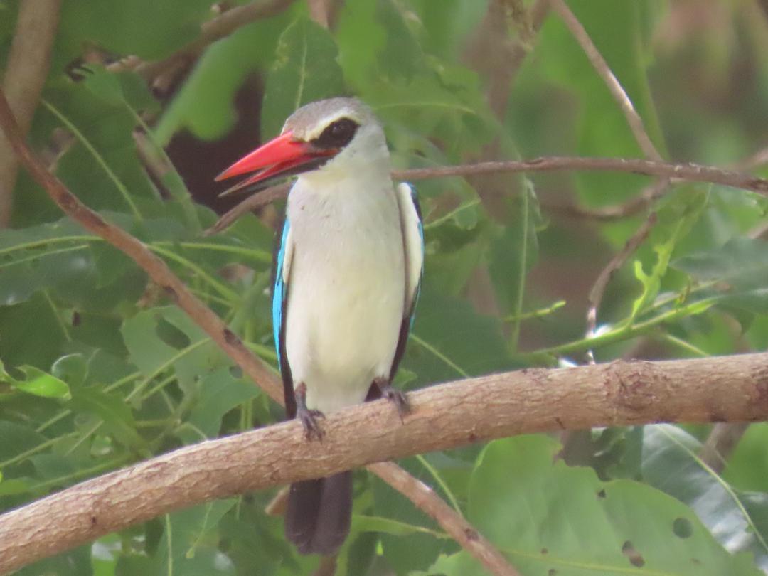 gambianbirder's tweet photo. #Ebrima Sidibeh #owner Gambia birdtours#woodland Kingfisher# British birders #ducth birders#Asturianl birders,if you have plans to visit #gambia and #senegal please click on my website for more information,https://t.co/YoXvtIH5uS https://t.co/JQTa7LFsDm