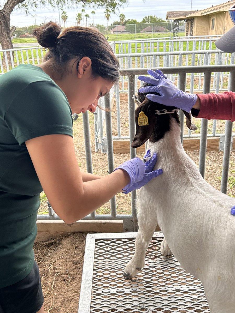 Abscesses and injections!!! <a href="/McAllenISDCTE/">McAllen ISD CTE</a>