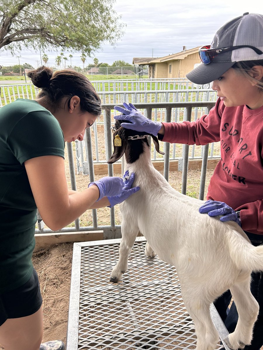 ag_rowe's tweet photo. Abscesses and injections!!! @McAllenISDCTE https://t.co/92Yf5bjmJA