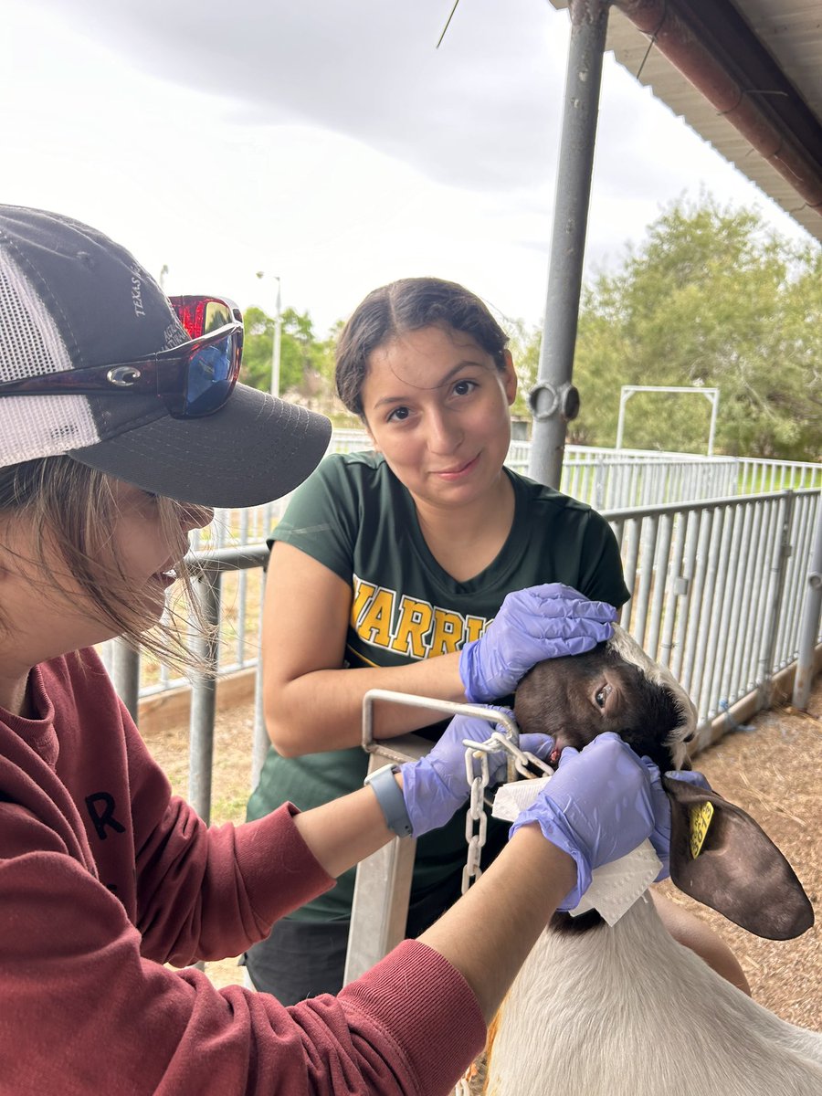 ag_rowe's tweet photo. Abscesses and injections!!! @McAllenISDCTE https://t.co/92Yf5bjmJA