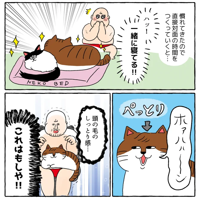南の島から来た保護猫⑤(1/2)