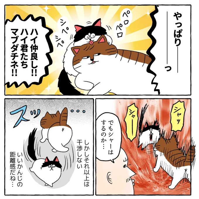 南の島から来た保護猫⑤(2/2)