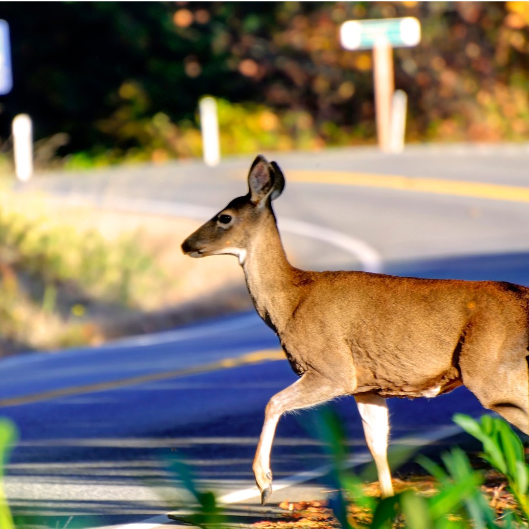 RoadSafeAtWork's tweet photo. Driving along #BCRoads and #BCHighways? Keep an eye out for roadside signage that reminds drivers to be prepared to encounter wildlife. Adjust your driving and increase your vigilance for animals on or beside the road. Learn more: https://t.co/JI19J0G4aN https://t.co/RKaa98AiEP