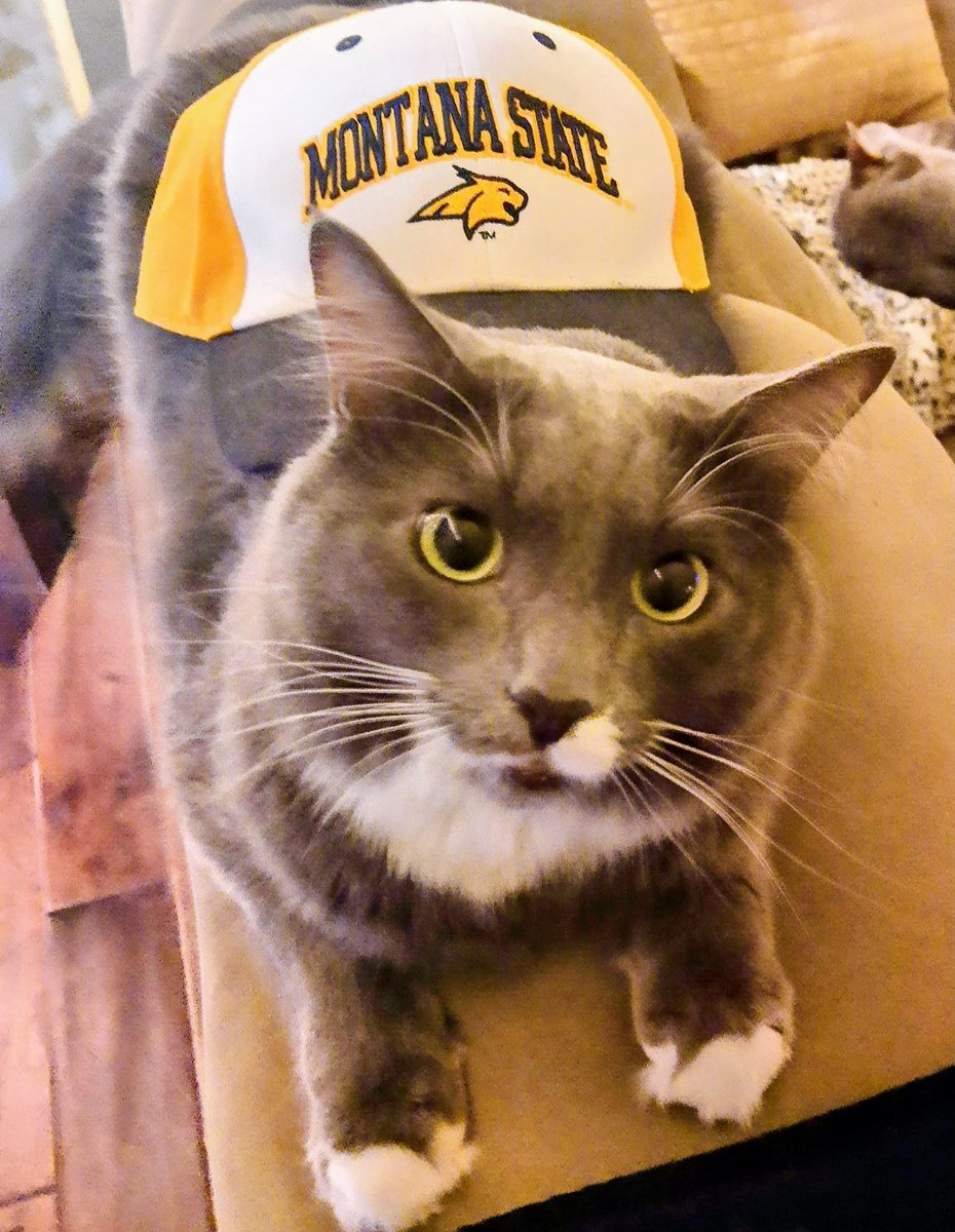 mrixe's tweet photo. Bobcat all the way in Texas #MMAFanzone https://t.co/iptOfIHILq