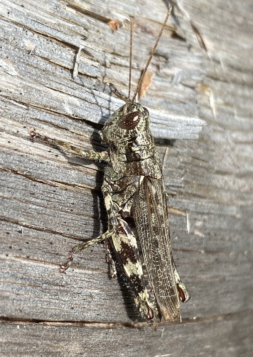 kerryyurewicz's tweet photo. Melanoplus punctulatus, the Grizzled #Grasshopper, enjoying a sunny spot on a fall day in NH. #InvertOfTheWeek. #Orthoptera #insect https://t.co/5hbYvUuVGg