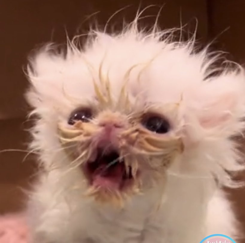 Gaten's tweet photo. drugs make this kitty go https://t.co/RNwa6Aw8km