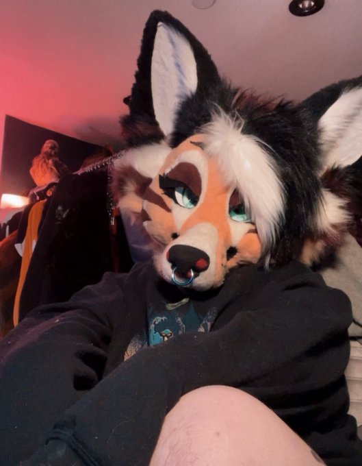 🦊⭐️ Bwomp https://t.co/ei2rHdttJy<a href="/tag/fursuitfriday"class="tags"><span>#fursuitfriday</span></a>