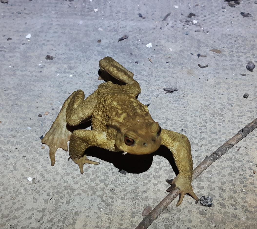 karkandelavall's tweet photo. L'abeurador de les gósses de casa, és la seva piscina. A casa tothom carda el que vol menys jo... https://t.co/YpM6FbcPfQ