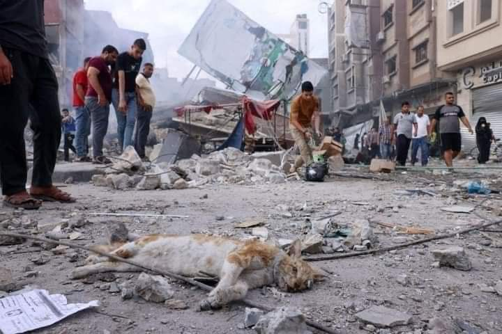 MalaysiaGazette's tweet photo. Bangkai kucing bergelimpangan di Gaza selepas diserang tanpa henti rejim Zionis.

#malaysiagazette #FreePalestine #Gaza https://t.co/yRomMFULiz