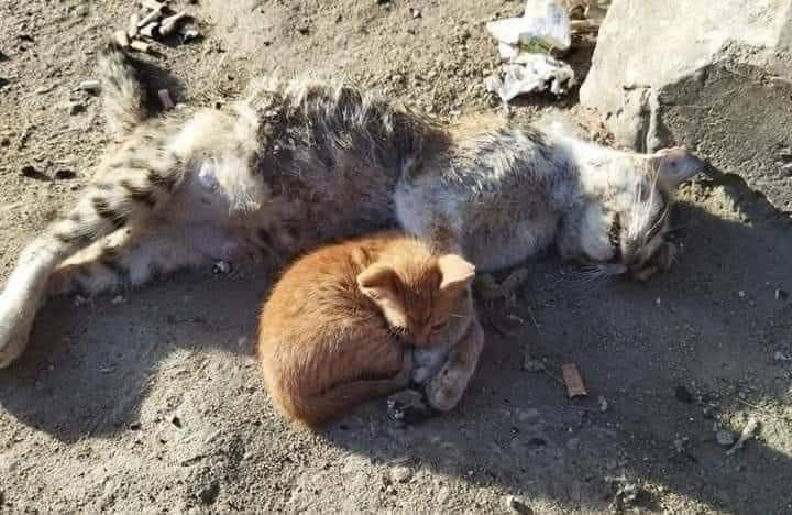 MalaysiaGazette's tweet photo. Bangkai kucing bergelimpangan di Gaza selepas diserang tanpa henti rejim Zionis.

#malaysiagazette #FreePalestine #Gaza https://t.co/yRomMFULiz