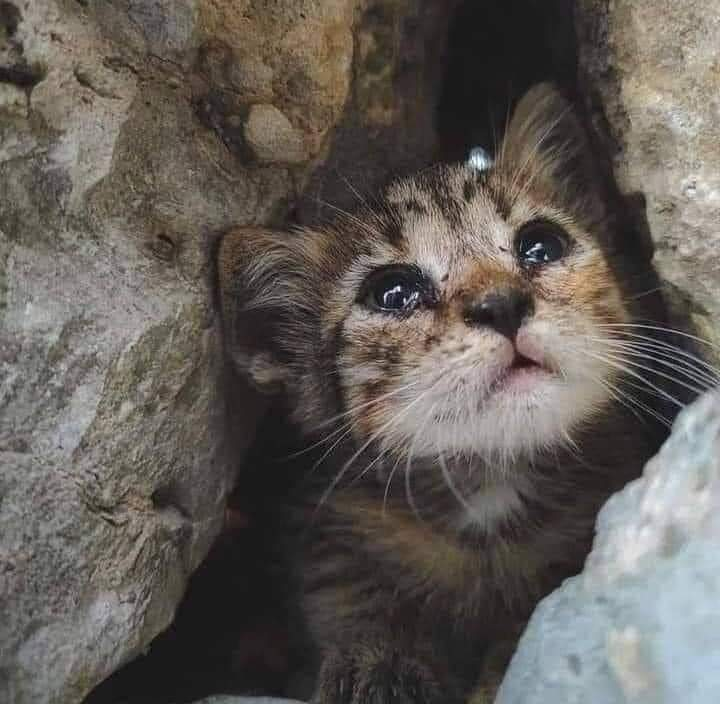 Bangkai kucing bergelimpangan di Gaza selepas diserang tanpa henti rejim Zionis.

#malaysiagazette #FreePalestine #Gaza
