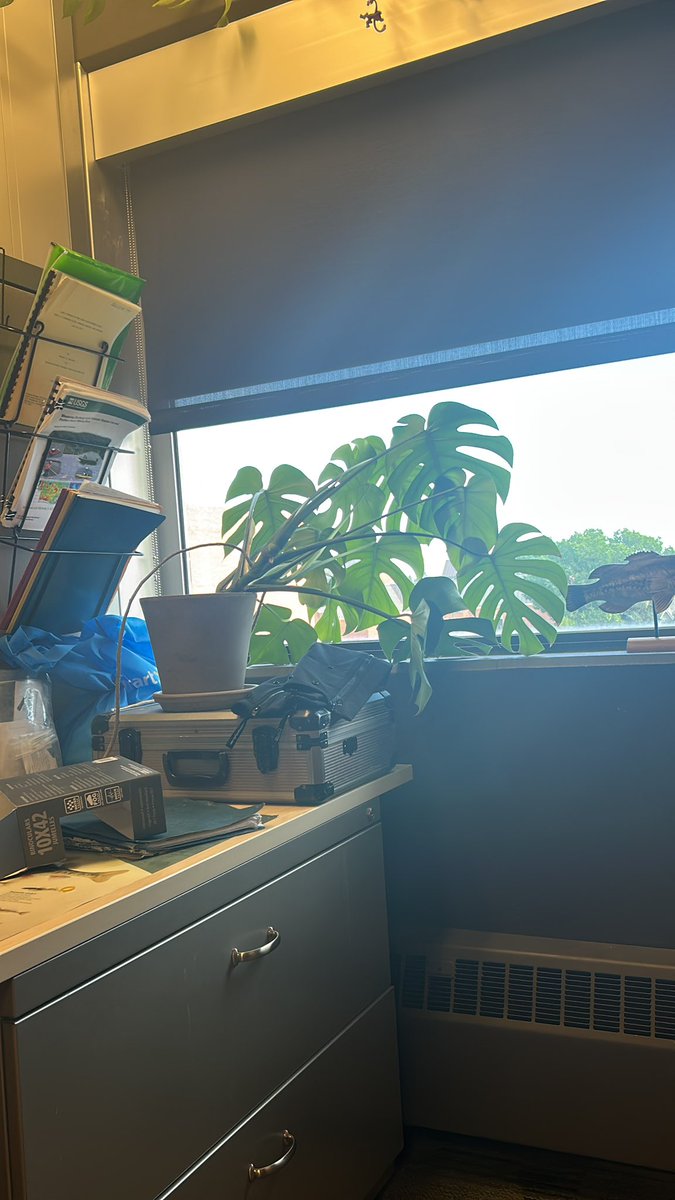 Michelle Foley (Chupik) tweet media