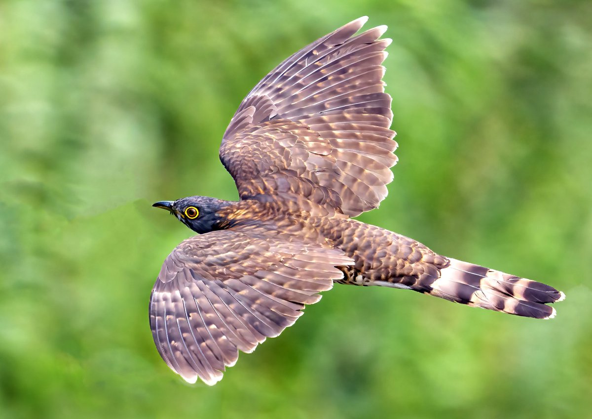 sampro3008's tweet photo. Large Hawk-Cuckoo (Hierococcyx sparverioides)
#IndiAves #TwitterNatureCommunity #ThePhotoHour #Twitterbirds #largehawkcuckoo #BirdsOfTwitter #BBCWildlifePOTD #darjeeling #birdsinflight #wingspan #outstretchedwings #wildlife #birdsinindia #indianbirds #birding #photography https://t.co/Sr6oElr3aG