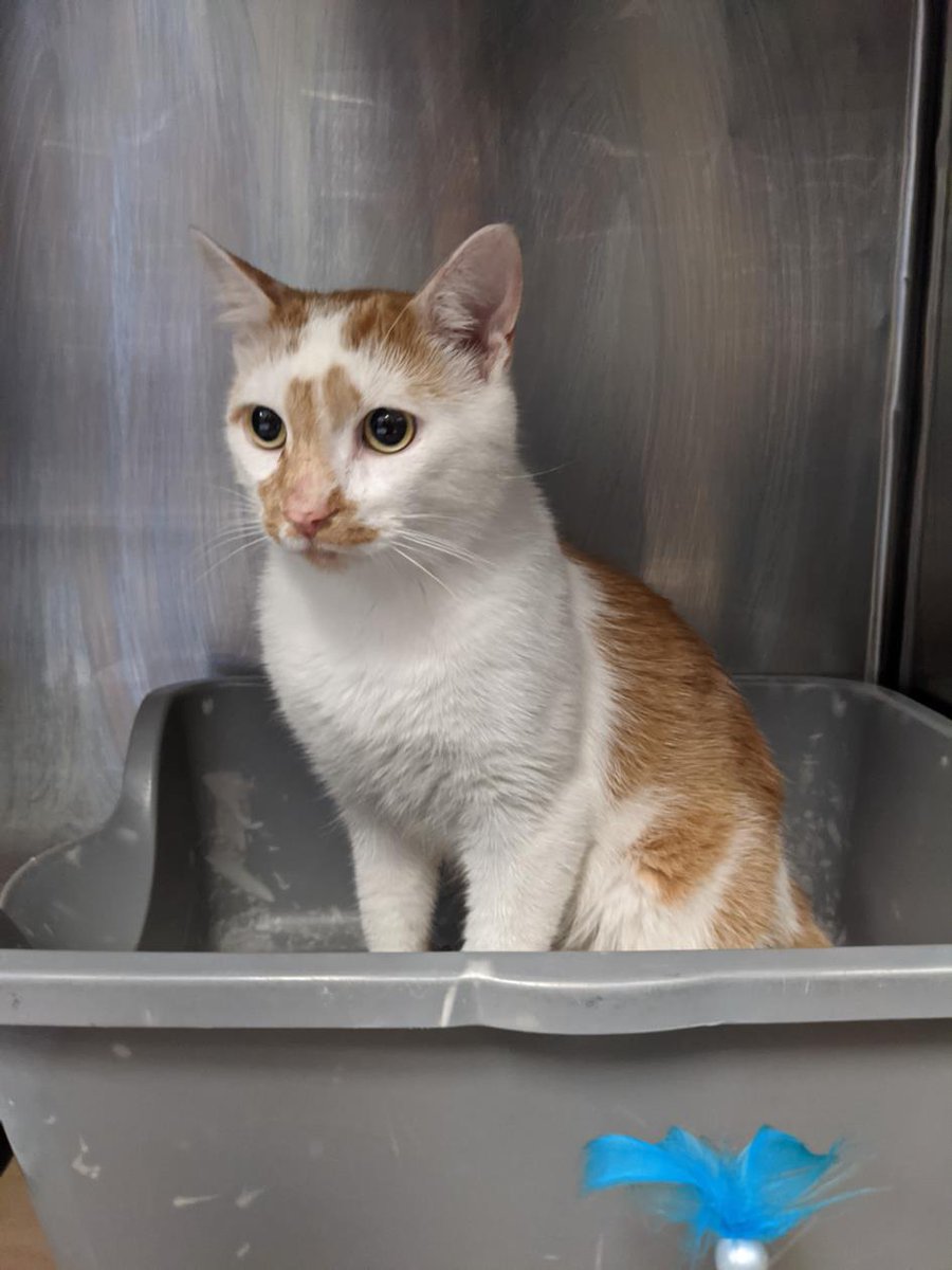 PetfindToronto's tweet image. #RATHBURN #THEEAST\MALL Pls RT2unite #FOUND #CAT-12-Oct-23   #Toronto Animal Services A961757 #WEST   416-338-6271 ORG TABBY/WHT DSH M/?Age